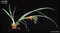 Billbergia minarum