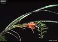Billbergia minarum