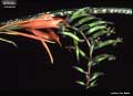 Billbergia minarum
