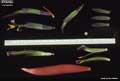 Billbergia minarum