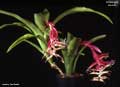 Billbergia morelii