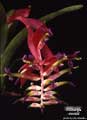 Billbergia morelii