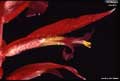 Billbergia morelii