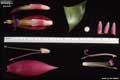 Billbergia morelii