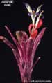Billbergia nana