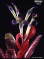 Billbergia nana