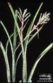 Billbergia fosteriana