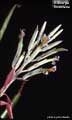 Billbergia fosteriana