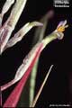 Billbergia fosteriana