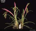 Billbergia nutans