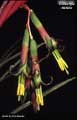 Billbergia nutans