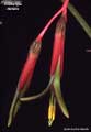 Billbergia nutans