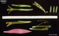 Billbergia nutans