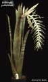 Billbergia pallidiflora