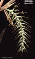 Billbergia pallidiflora