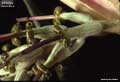 Billbergia pallidiflora