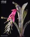 Billbergia porteana