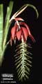 Billbergia porteana