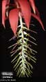 Billbergia porteana