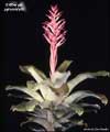 Billbergia pyramidalis