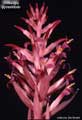 Billbergia pyramidalis