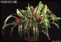 Billbergia 'Foster's Striate'