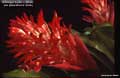 Billbergia 'Foster's Striate'