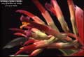 Billbergia 'Foster's Striate'