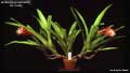 Billbergia pyramidalis var. lutea