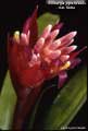 Billbergia pyramidalis var. lutea
