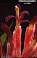 Billbergia pyramidalis var. lutea