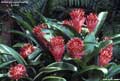 Billbergia pyramidalis 'Kyoto'