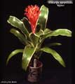Billbergia pyramidalis 'Kyoto'