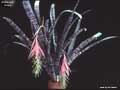 Billbergia rosea