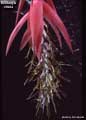 Billbergia rosea