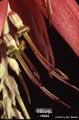 Billbergia rosea