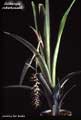 Billbergia robert-readii