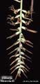 Billbergia robert-readii