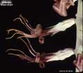 Billbergia robert-readii