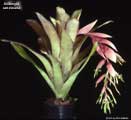 Billbergia sanderiana