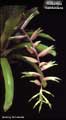 Billbergia sanderiana
