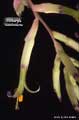 Billbergia sanderiana