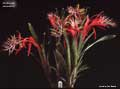Billbergia saundersii