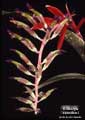 Billbergia saundersii