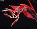 Billbergia saundersii