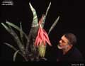Billbergia stenopetala