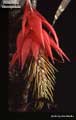 Billbergia stenopetala