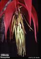 Billbergia stenopetala