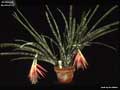 Billbergia tessmannii