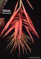 Billbergia tessmannii